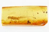 Detailed Fossil Bristletail (Machilidae) In Baltic Amber #307231-1